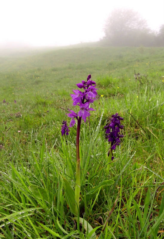 Il lago di Campotosto, orchidee, maltempo eschiarite! maggio/giugno 2023.